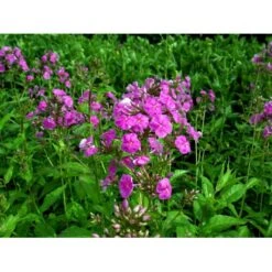 Høstfloks 'Amethyst' Phlox Paniculata 'Amethyst' Bakke Med 12 Stk. -Montoz Butik mi1666 phlox paniculata amethyst 75dc