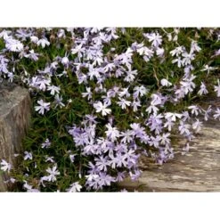 Lyngfloks 'Emerald Cushion Blue' Phlox Subulata 'Emerald Cushion Blue' 10 Cm. Potte -Montoz Butik mi1675 phlox subulata emerald cushion blue 14bc