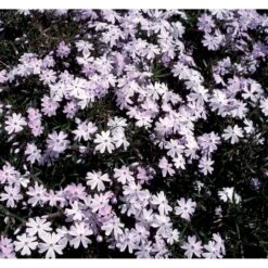 Lyngfloks 'Emerald Cushion Blue' Phlox Subulata 'Emerald Cushion Blue' 10 Cm. Potte -Montoz Butik mi1675 phlox subulata emerald cushion blue 9399