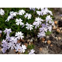Lyngfloks 'Emerald Cushion Blue' Phlox Subulata 'Emerald Cushion Blue' 10 Cm. Potte -Montoz Butik mi1675 phlox subulata emerald cushion blue eeb1
