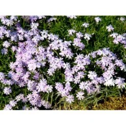 Lyngfloks 'Emerald Cushion Blue' Phlox Subulata 'Emerald Cushion Blue' 10 Cm. Potte -Montoz Butik mi1675 phlox subulata emerald cushion blue f329