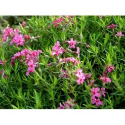 Lyngfloks Phlox Subulata 'Scarlet Flame' 10 Cm. Potte -Montoz Butik mi1677 phlox subulata scarlet flame 1a1e