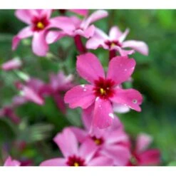 Lyngfloks Phlox Subulata 'Scarlet Flame' 10 Cm. Potte -Montoz Butik mi1677 phlox subulata scarlet flame 7c97