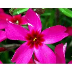 Lyngfloks Phlox Subulata 'Scarlet Flame' 10 Cm. Potte -Montoz Butik mi1677 phlox subulata scarlet flame 84dc