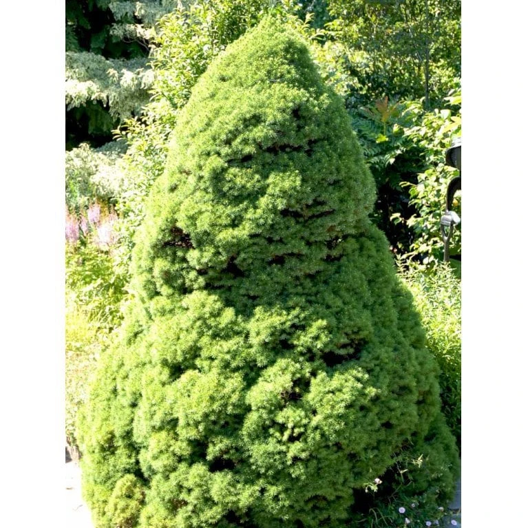 Hvidgran Picea Glauca Potte 3,0 Liter,- 40-60 Cm. 7 Hvidgran Picea Glauca Potte 3,0 Liter,- 40-60 Cm. - Billede 5