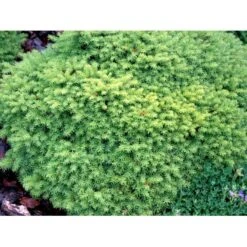 Dværg Rødgran 'Little Gem' Picea Abies 'Little Gem' Potte 2,0 Liter,- 15-20 Cm.