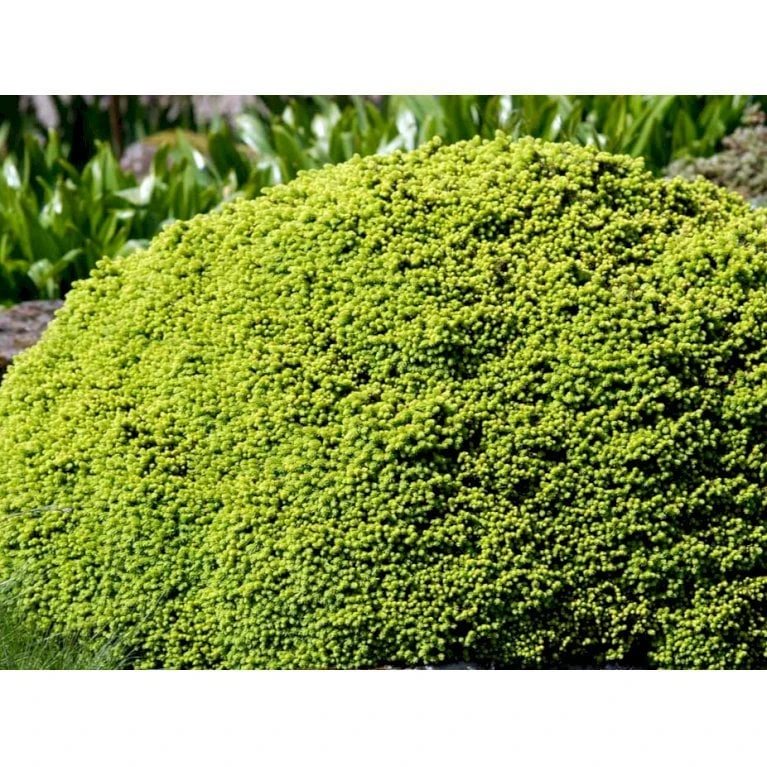 Dværg Rødgran 'Little Gem' Picea Abies 'Little Gem' Potte 2,0 Liter,- 15-20 Cm. 5 Dværg Rødgran 'Little Gem' Picea Abies 'Little Gem' Potte 2,0 Liter,- 15-20 Cm. - Billede 3