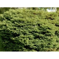 Fugleredegran 'Nidiformis' Picea Abies 'Nidiformis' (dværgform) Potte 3,0 Liter,- 30-40 Cm. -Montoz Butik mi1717 picea abies nidiformis 775f