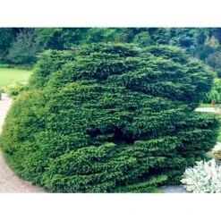 Fugleredegran 'Nidiformis' Picea Abies 'Nidiformis' (dværgform) Potte 3,0 Liter,- 30-40 Cm. -Montoz Butik mi1717 picea abies nidiformis c953