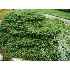 Fugleredegran 'Nidiformis' Picea Abies 'Nidiformis' (dværgform) Potte 3,0 Liter,- 30-40 Cm. -Montoz Butik mi1717 picea abies nidiformis ed10