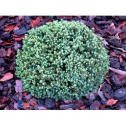 Dværg Hvidgran 'Blue Planet' Picea Glauca 'Blue Planet' Potte 2,0 Liter,- 10-20 Cm. -Montoz Butik mi1733 picea glauca blue planet d6a4