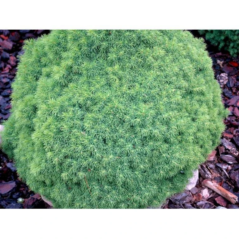 Hvidgran 'Alberta Globe' Picea Glauca 'Alberta Globe' (dværgform) Potte 3,0 Liter,- 20-25 Cm. 6 Hvidgran 'Alberta Globe' Picea Glauca 'Alberta Globe' (dværgform) Potte 3,0 Liter,- 20-25 Cm. - Billede 4