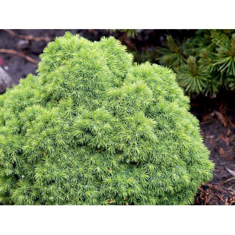 Hvidgran 'Alberta Globe' Picea Glauca 'Alberta Globe' (dværgform) Potte 3,0 Liter,- 20-25 Cm. 5 Hvidgran 'Alberta Globe' Picea Glauca 'Alberta Globe' (dværgform) Potte 3,0 Liter,- 20-25 Cm. - Billede 3