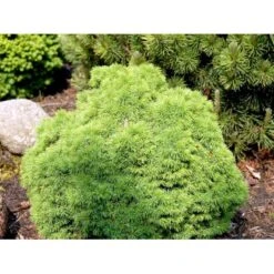 Hvidgran 'Alberta Globe' Picea Glauca 'Alberta Globe' (dværgform) Potte 3,0 Liter,- 20-25 Cm. 11 Hvidgran 'Alberta Globe' Picea Glauca 'Alberta Globe' (dværgform) Potte 3,0 Liter,- 20-25 Cm. -Montoz Butik mi1741 picea glauca alberta globe 3a2c