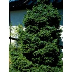 Omorikagran 'Nana' Picea Omorika 'Nana' (dværgform) Potte 20 Liter,- 40-50 Cm. -Montoz Butik mi1753 picea omorika nana da9e