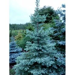 Blågran 'Fat Albert' Picea Pungens 'Fat Albert' Potte 12 Liter,- 60-80 Cm. -Montoz Butik mi1767 picea pungens fat albert 64db