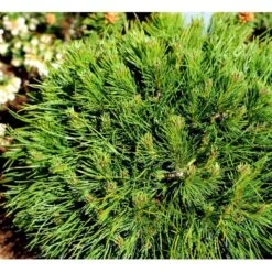 Bjergfyr 'Varella' Pinus Mugo 'Varella'(dværgform) Potte 2,0 Liter,- 25-30 Cm. -Montoz Butik mi1808 pinus mugo varella d4ba