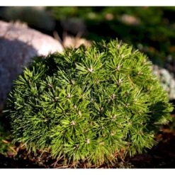 Bjergfyr 'Benjamin' Pinus Mugo 'Benjamin'(dværgform) Potte 2,0 Liter,- 20-25 Cm.