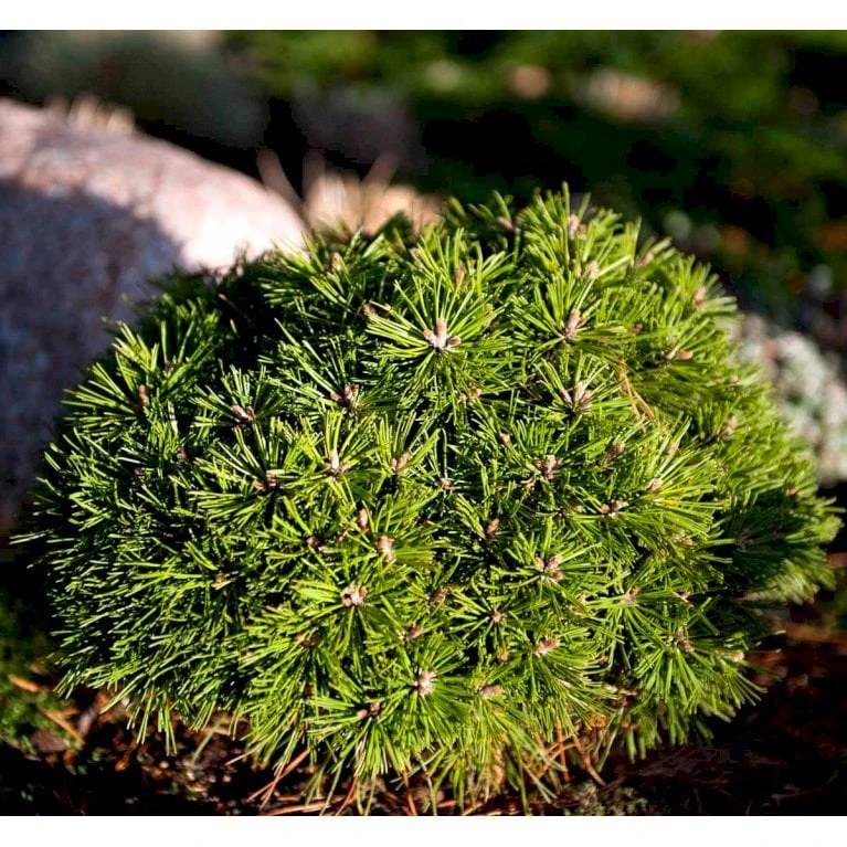 Bjergfyr 'Benjamin' Pinus Mugo 'Benjamin'(dværgform) Potte 2,0 Liter,- 20-25 Cm. 3 Bjergfyr 'Benjamin' Pinus Mugo 'Benjamin'(dværgform) Potte 2,0 Liter,- 20-25 Cm.
