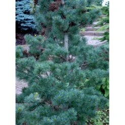 Penselfyr 'Glauca' Pinus Parviflora 'Glauca' Potte 3,0 Liter,- 40-60 Cm. -Montoz Butik mi1821 pinus parviflora glauca 028d
