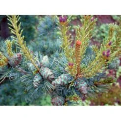 Penselfyr 'Glauca' Pinus Parviflora 'Glauca' Potte 3,0 Liter,- 40-60 Cm. -Montoz Butik mi1821 pinus parviflora glauca 0e47