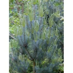 Skovfyr Pinus Sylvestris Med Klump,- 150-175 Cm. 12 Skovfyr Pinus Sylvestris Med Klump,- 150-175 Cm. -Montoz Butik mi1835 pinus sylvestris 8cc2