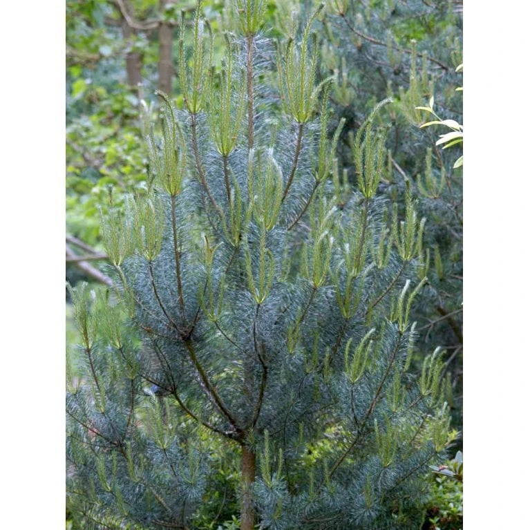 Skovfyr Pinus Sylvestris Med Klump,- 150-175 Cm. 7 Skovfyr Pinus Sylvestris Med Klump,- 150-175 Cm. - Billede 5