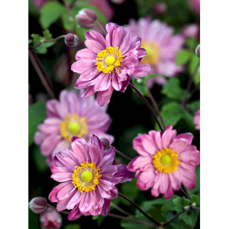 Høstanemone 'Pamina' Anemone Japonica 'Pamina' 1 Liter Potte 3 Høstanemone 'Pamina' Anemone Japonica 'Pamina' 1 Liter Potte