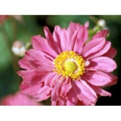 Høstanemone 'Pamina' Anemone Japonica 'Pamina' 1 Liter Potte 13 Høstanemone 'Pamina' Anemone Japonica 'Pamina' 1 Liter Potte -Montoz Butik mi183 anemone x hybrida pamina 8cda