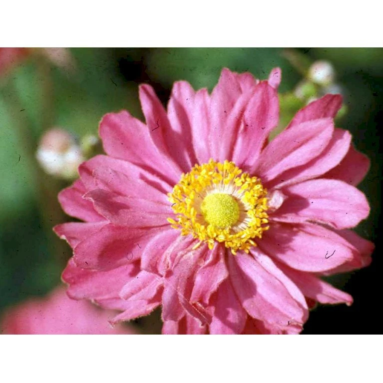 Høstanemone 'Pamina' Anemone Japonica 'Pamina' 1 Liter Potte 8 Høstanemone 'Pamina' Anemone Japonica 'Pamina' 1 Liter Potte - Billede 6