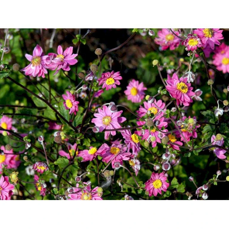 Høstanemone 'Pamina' Anemone Japonica 'Pamina' 1 Liter Potte 7 Høstanemone 'Pamina' Anemone Japonica 'Pamina' 1 Liter Potte - Billede 5