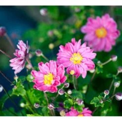 Høstanemone 'Pamina' Anemone Japonica 'Pamina' 1 Liter Potte 11 Høstanemone 'Pamina' Anemone Japonica 'Pamina' 1 Liter Potte -Montoz Butik mi183 anemone x hybrida pamina a8a9