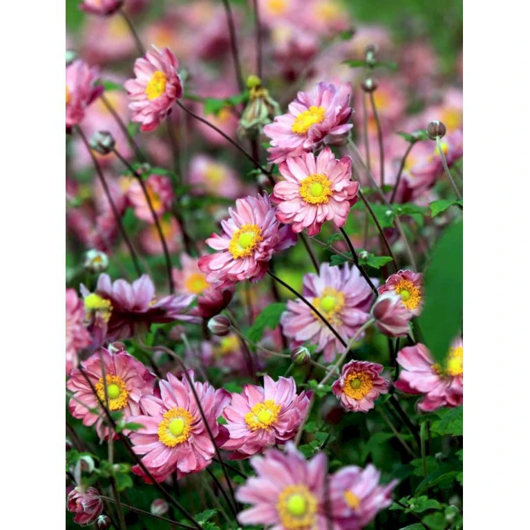 Høstanemone 'Pamina' Anemone Japonica 'Pamina' 1 Liter Potte 5 Høstanemone 'Pamina' Anemone Japonica 'Pamina' 1 Liter Potte - Billede 3