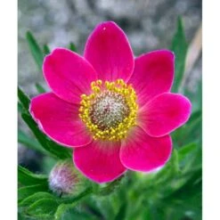 Anemone 'Rubra' Anemone Multifida 'Rubra' 1 Liter Potte -Montoz Butik mi184 anemone multifida rubra 2aa2