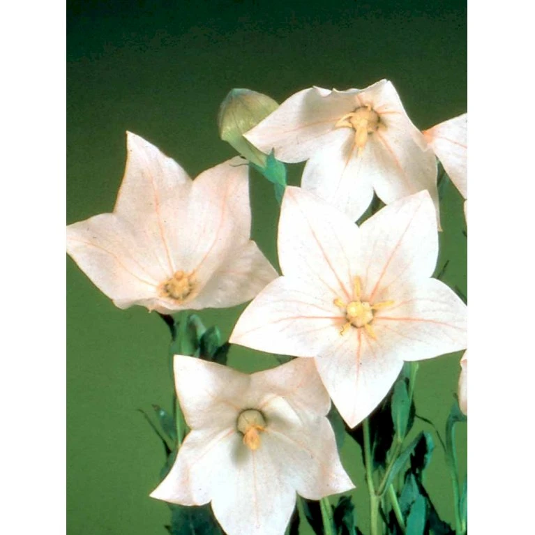 Ballonklokke 'Fuji Pink' Platycodon Grandiflorus 'Fuji Pink' 10 Cm. Potte 3 Ballonklokke 'Fuji Pink' Platycodon Grandiflorus 'Fuji Pink' 10 Cm. Potte