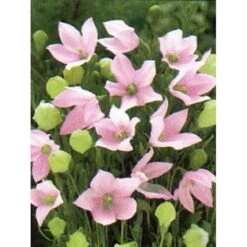 Ballonklokke 'Fuji Pink' Platycodon Grandiflorus 'Fuji Pink' 10 Cm. Potte 7 Ballonklokke 'Fuji Pink' Platycodon Grandiflorus 'Fuji Pink' 10 Cm. Potte -Montoz Butik mi1851 platycodon grandiflorus fuji pink dcd6