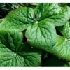 Fodblad Podophyllum Hexandrum 1 Liter Potte 2 Fodblad Podophyllum Hexandrum 1 Liter Potte -Montoz Butik mi1853 podophyllum hexandrum a7de