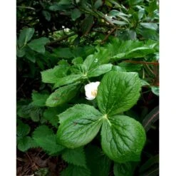 Fodblad Podophyllum Hexandrum 1 Liter Potte -Montoz Butik mi1853 podophyllum hexandrum a9a0