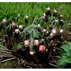 Fodblad Podophyllum Hexandrum 1 Liter Potte -Montoz Butik mi1853 podophyllum hexandrum b0e2