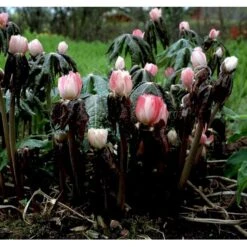 Fodblad Podophyllum Hexandrum 1 Liter Potte -Montoz Butik mi1853 podophyllum hexandrum bdbd