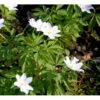 Skovanemone Anemone Nemorosa 10 Cm. Potte -Montoz Butik mi185 anemone nemorosa a5b3