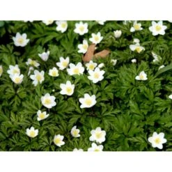 Skovanemone Anemone Nemorosa 10 Cm. Potte -Montoz Butik mi185 anemone nemorosa deac