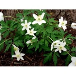 Skovanemone Anemone Nemorosa 10 Cm. Potte -Montoz Butik mi185 anemone nemorosa fd6f