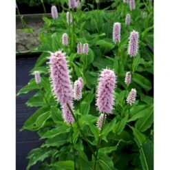 Slangeurt 'Superba' Persicaria Bistorta 'Superba' 1 Liter Potte -Montoz Butik mi1869 persicaria bistorta superba 6d93