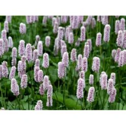 Slangeurt 'Superba' Persicaria Bistorta 'Superba' 1 Liter Potte -Montoz Butik mi1869 persicaria bistorta superba 9902