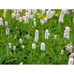 Slangeurt 'Superba' Persicaria Bistorta 'Superba' 1 Liter Potte -Montoz Butik mi1869 persicaria bistorta superba d2da