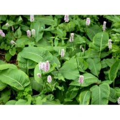 Slangeurt 'Superba' Persicaria Bistorta 'Superba' 1 Liter Potte -Montoz Butik mi1869 persicaria bistorta superba d33d