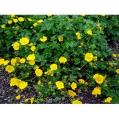Vårpotentil Potentilla Neumanniana 1 Liter Potte -Montoz Butik mi1911 potentilla neumanniana 1b67