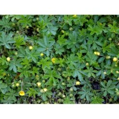 Vårpotentil Potentilla Neumanniana 1 Liter Potte -Montoz Butik mi1911 potentilla neumanniana cf06