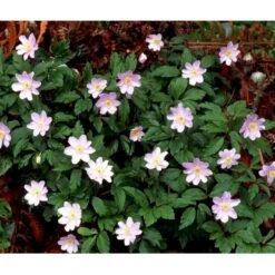 Blå Skovanemone 'Robinsoniana' Anemone Nemorosa 'Robinsoniana' 10 Cm. Potte -Montoz Butik mi191 anemone nemorosa robinsoniana 1c8f